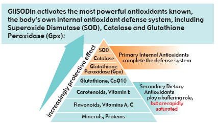 GliSODin-image-3