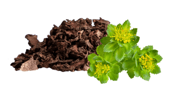 rhodiolife-rhodiola-1