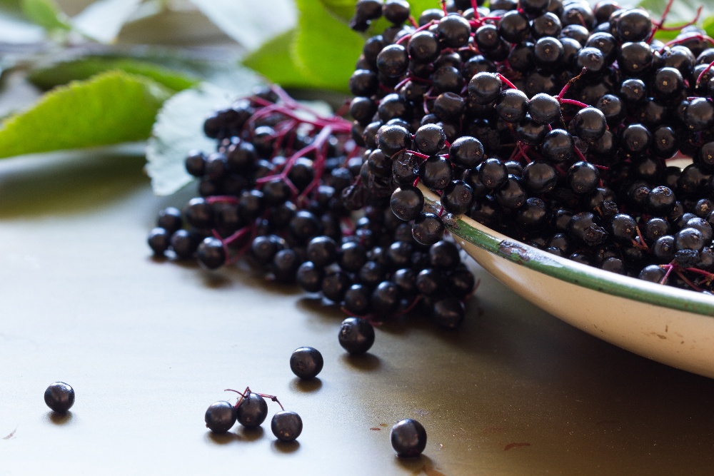 elderberry-features-and-benefits-1000x667