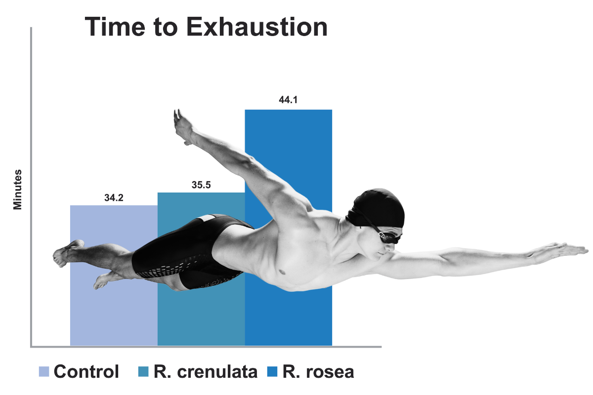 Rhodiolife Time to Exhaustion chart and image